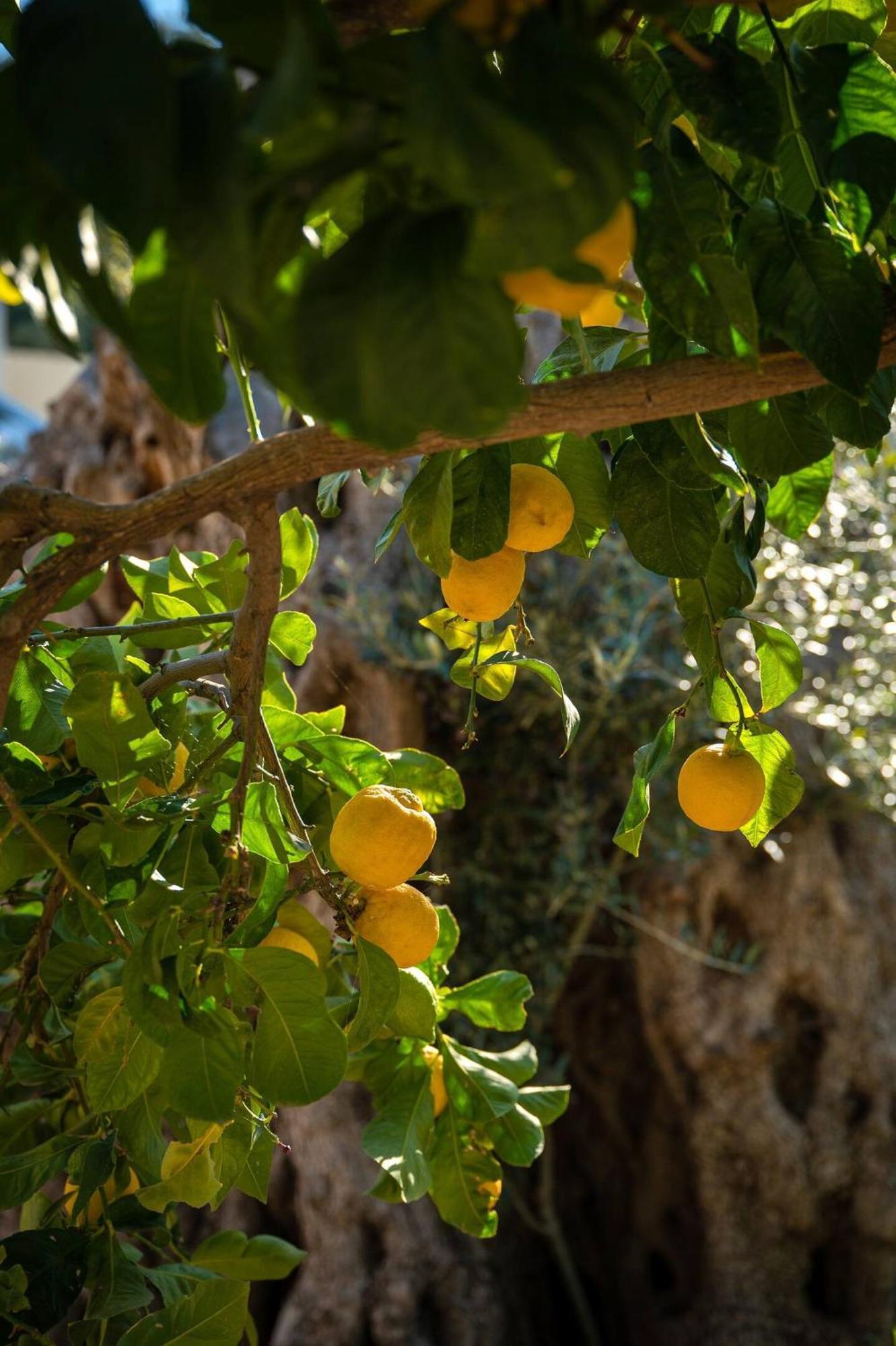 Physis Country House Near Matala Beach & Faistos Kouses Buitenkant foto