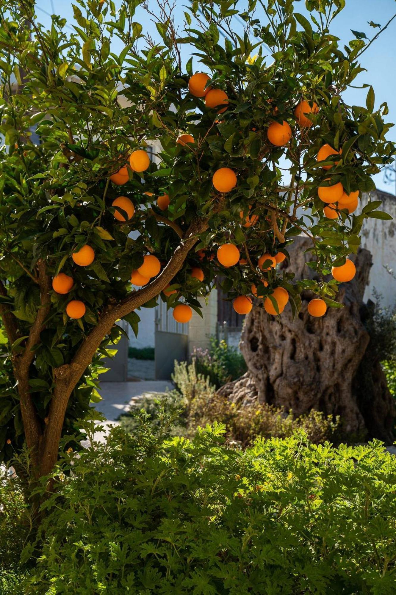 Physis Country House Near Matala Beach & Faistos Kouses Buitenkant foto